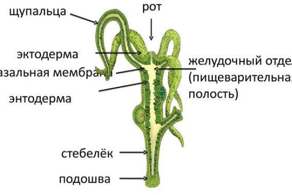 Kraken19at