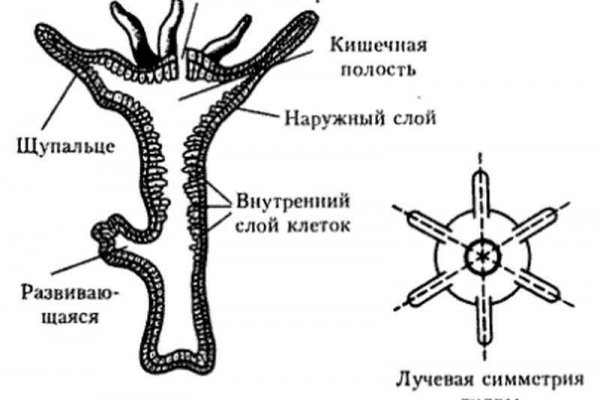 Кракен супернет в тор