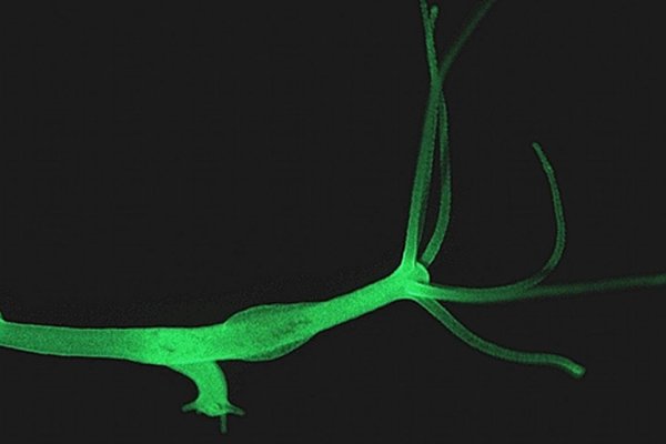 Официальный сайт kraken ссылки зеркала
