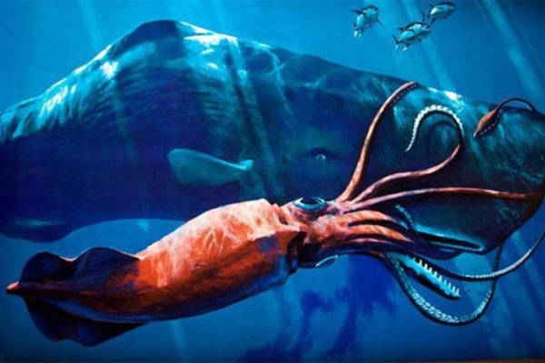 Kraken whitenet tor