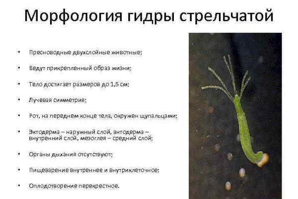 Как найти официальный сайт кракен