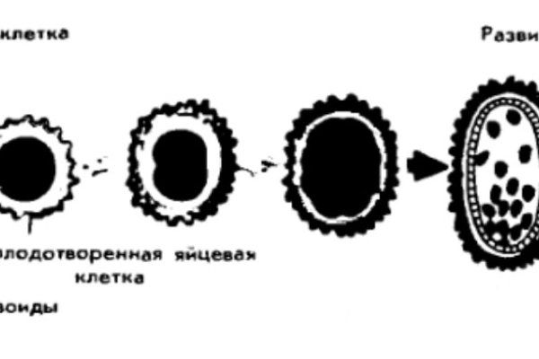 Kra34 cc