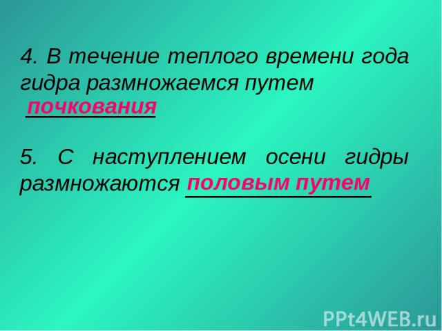 Kraken ссылка kraken torion